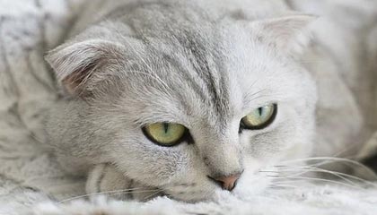 我用7天把51网的体验拆开:最关键的居然是倍速习惯(别被误导)